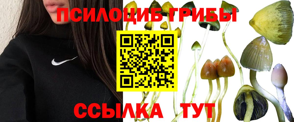 Каменка  Псилоцибиновые грибы Cubensis  Вход с VPN 